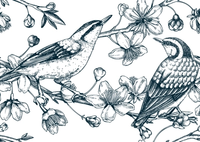 Nuthatches on cherry blossom sketch background in engraved style. Spring seamless pattern with contoured birds and sakura drawing isolated on white. Botanical vector illustration of blooming branches.